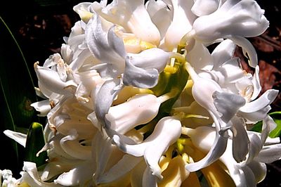 Close-up of flowers