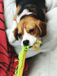 Close-up of beagle playing with toy