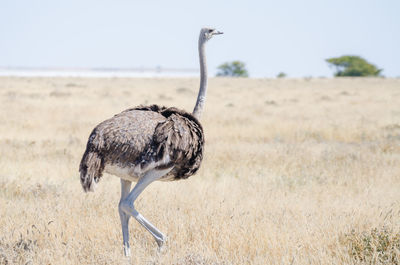 Ostrich bird walking in dry landscape in etosha national park