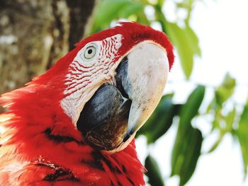 Close-up of a parrot