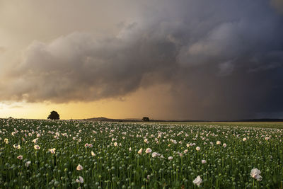 Scenic view of field against cloudy sky