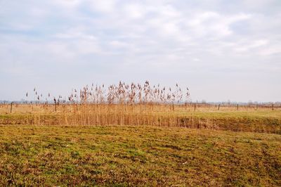 Scenic view of field against sky