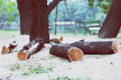 Close-up of logs on tree trunk