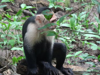 Close-up of monkey sitting outdoors