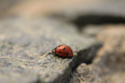 Close-up of ladybug on leaf