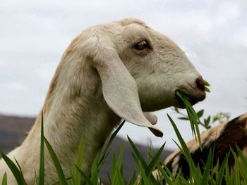 Close-up of sheep on grass