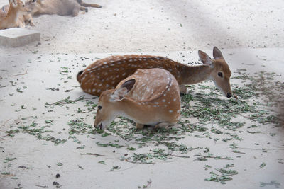 High angle view of deer on snow field