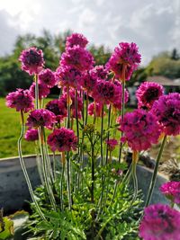 Close-up of pink flowering plants against sky