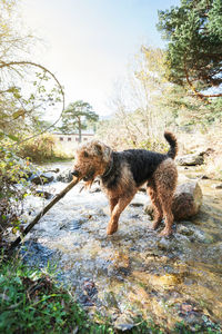 Happy wet erdelterier purebred dog with stick in teeth shaking while standing in water of flowing creek in nature
