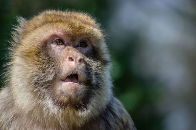 Close-up of monkey against blurred background