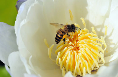 Close-up of bee pollinating on flower