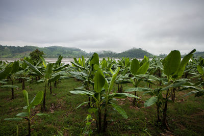 Plants growing on field against sky