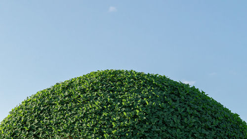 Low angle view of green tree against sky