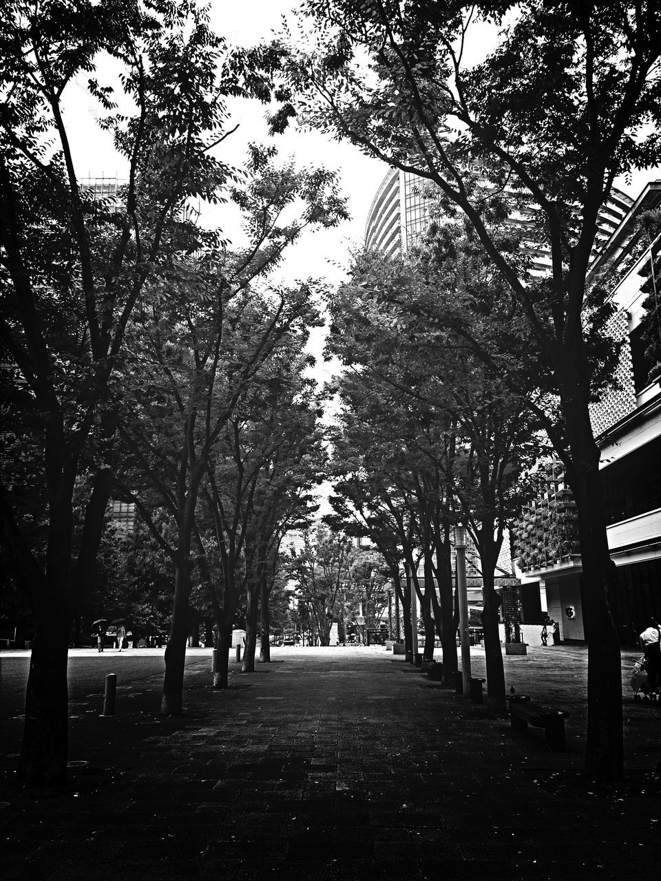 tree, the way forward, treelined, diminishing perspective, vanishing point, tranquility, branch, footpath, nature, tree trunk, growth, tranquil scene, empty, road, park - man made space, beauty in nature, bare tree, sky, sunlight, scenics