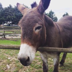 Close-up of horse on field against sky