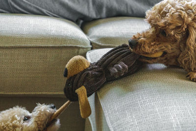 Dogs playing with toy in living room