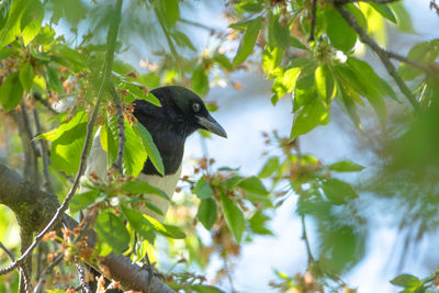 Low angle view of bird perching on tree