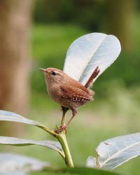 Close-up of bird perching on plant