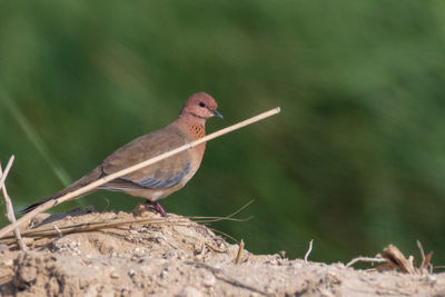 Close-up of bird perching on plant