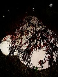 Close-up of tree against moon at night