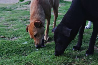 Two sniffy dog on the beach side.