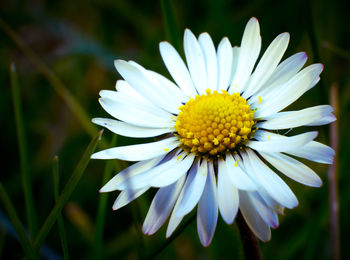 Close-up of white daisy