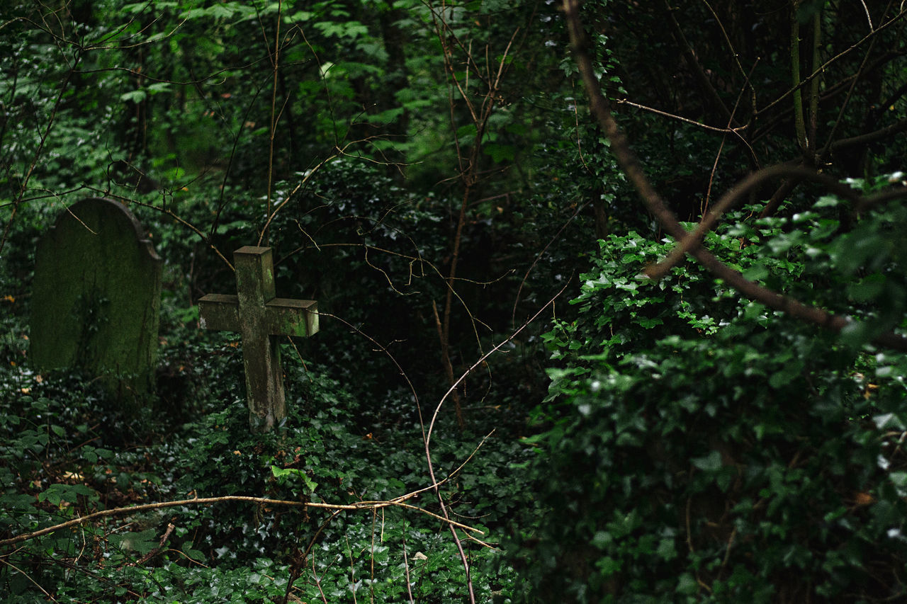 VIEW OF TREES IN FOREST