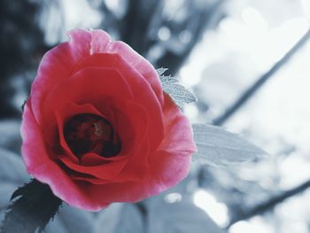 Close-up of rose blooming outdoors