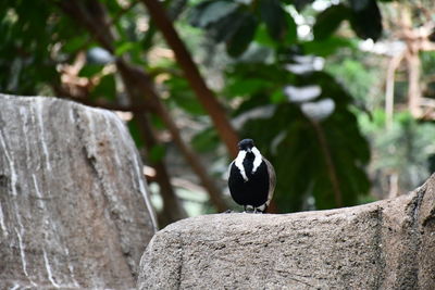 Close-up of bird perching on rock