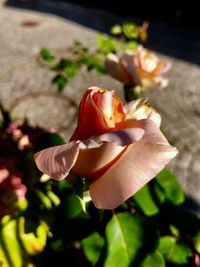 Close-up of rose blooming outdoors