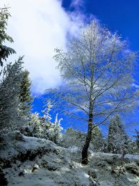 Bare trees on snow covered land against sky