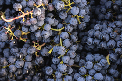 Vineyards in early autumn in spain