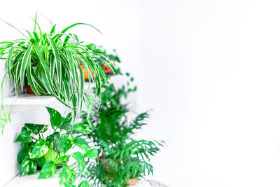 Close-up of plant against white background