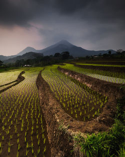 Scenic view of agricultural field against sky at dusk