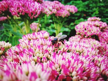 Close-up of bee on purple flowers