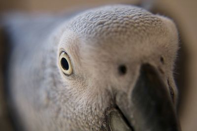 Close-up of a bird