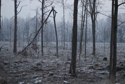 Bare trees at forest in winter