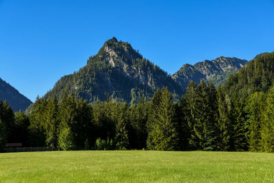 Scenic view of pine trees against clear blue sky