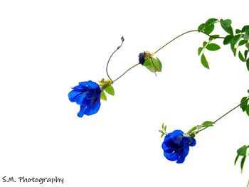 Close-up of purple flowers against black background