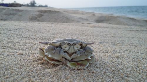 Close-up of shells on sand at beach