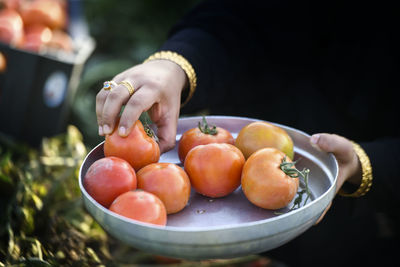 Midsection of woman picking tomatoes