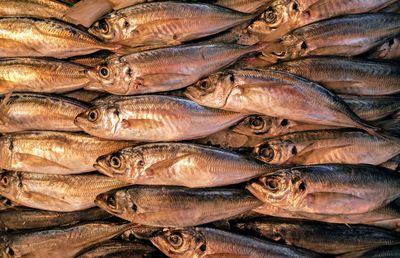 High angle view of fish for sale in market
