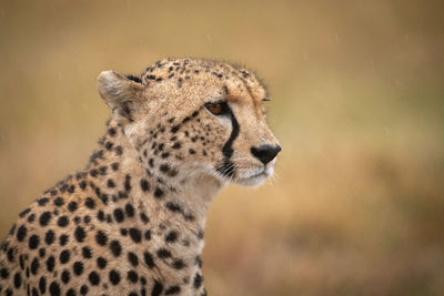 Cheetah looking away in forest