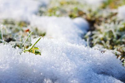 Close-up of snow covered plants