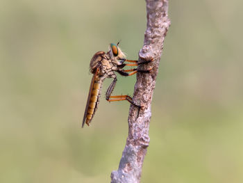 Close-up of insect on plant