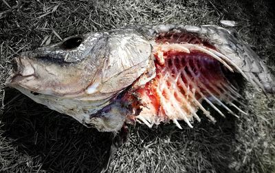 Close-up of fish swimming in water