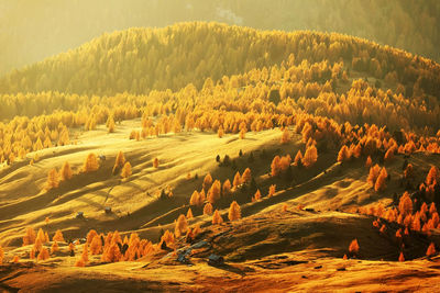 High angle view of trees on field against mountain