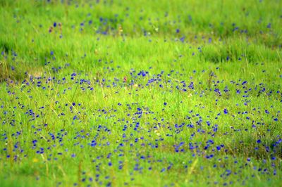 Purple flowers on field