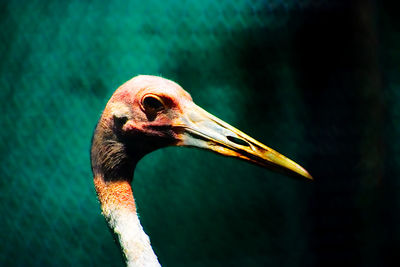 Close-up of a big bird