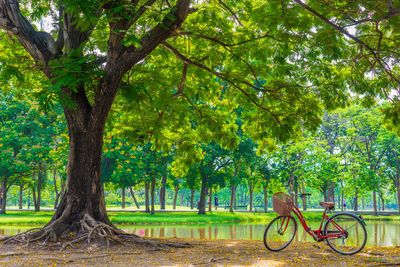 Trees in park